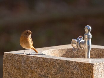 2022年1月1日(土) 葛西臨海公園の野鳥観察記録