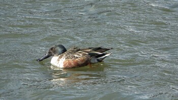 Northern Shoveler 北勢中央公園 Sat, 1/1/2022