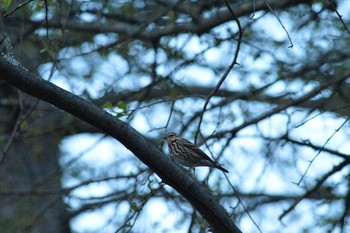 Olive-backed Pipit 奥日光 Wed, 5/18/2016