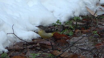 Grey Wagtail 北勢中央公園 Sat, 1/1/2022