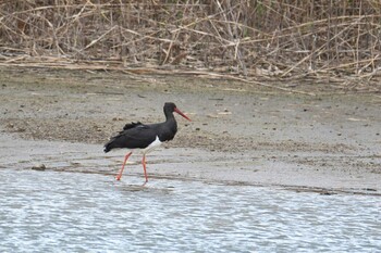 Tue, 12/28/2021 Birding report at 和歌山県