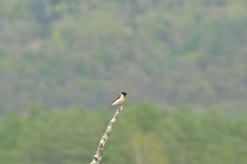 Amur Stonechat 奥日光 Fri, 5/20/2016