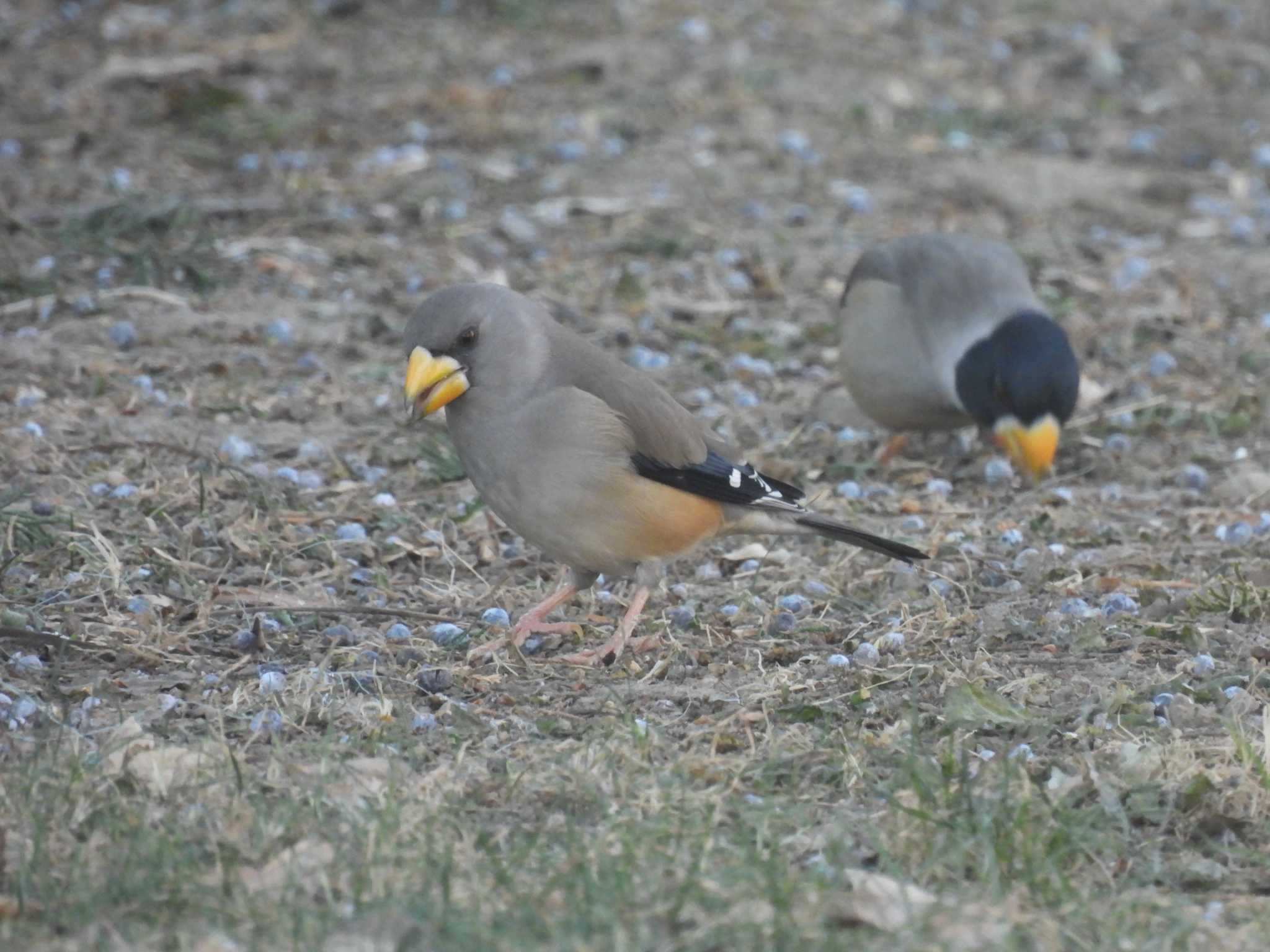 Chinese Grosbeak