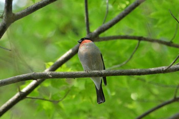 ウソ 奥日光 2016年7月11日(月)