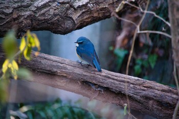 Sat, 1/1/2022 Birding report at Kitamoto Nature Observation Park