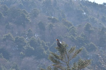 Steller's Sea Eagle 奥日光 Wed, 2/22/2017