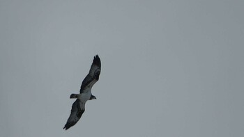 Osprey 北勢中央公園 Sat, 1/1/2022