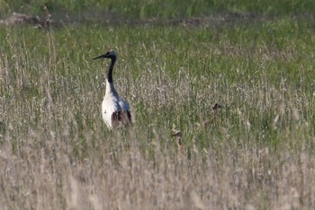 Red-crowned Crane 北海道 霧多布 Tue, 6/13/2017