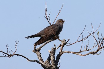 Common Cuckoo 北海道 霧多布 Tue, 6/13/2017