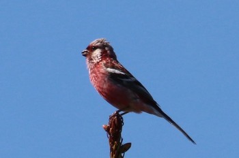 Siberian Long-tailed Rosefinch 北海道 霧多布 Tue, 6/13/2017