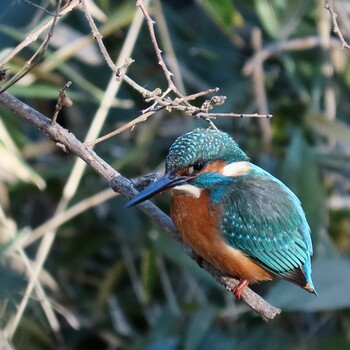 Sat, 1/1/2022 Birding report at Shakujii Park