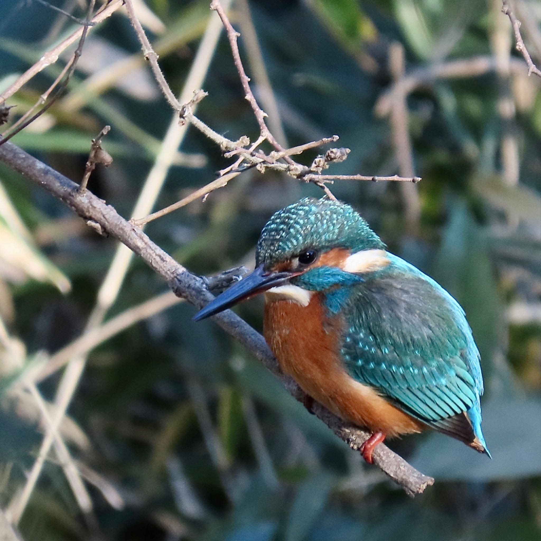 Common Kingfisher