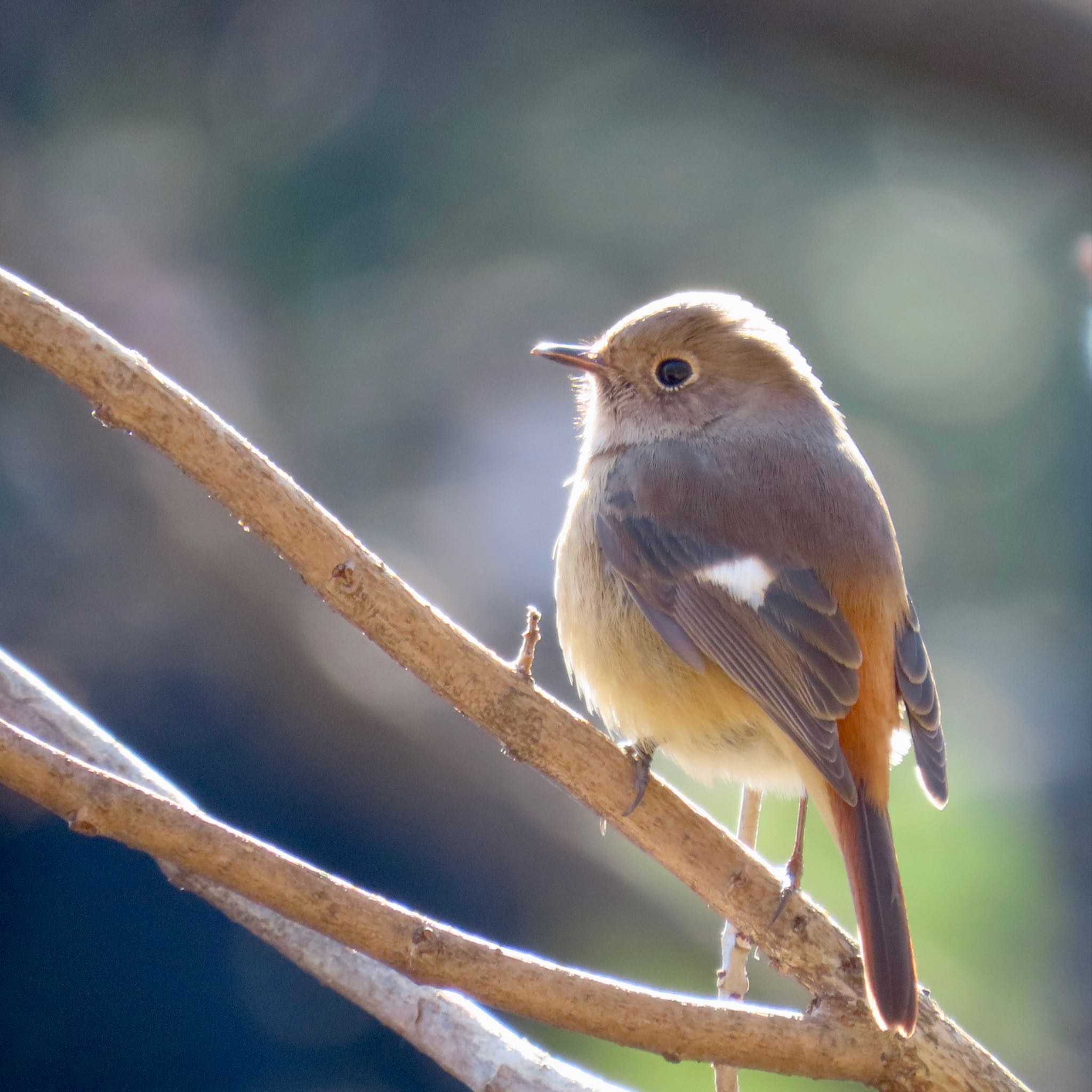 Daurian Redstart