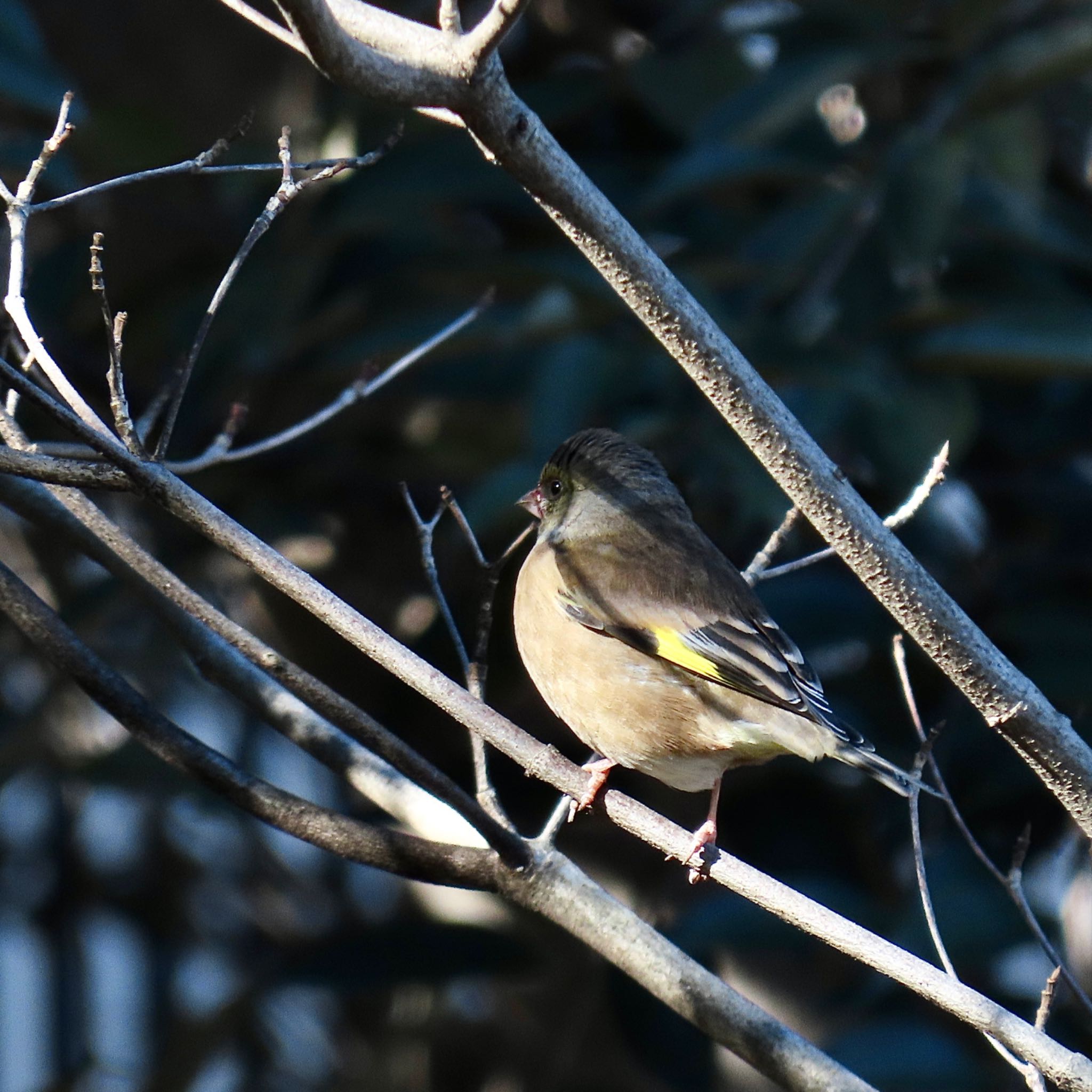 Grey-capped Greenfinch