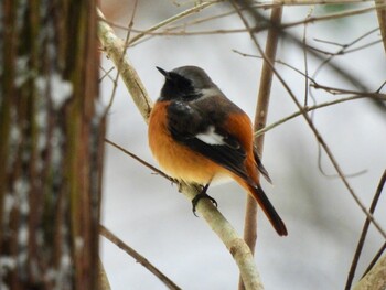 2022年1月1日(土) 三重県鈴鹿市の野鳥観察記録