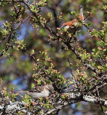 Russet Sparrow 奥日光 Mon, 5/29/2017