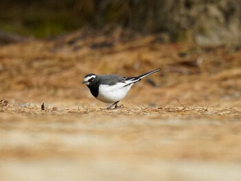 2022年1月1日(土) くろんど池の野鳥観察記録