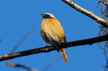 2022年1月1日(土) 早戸川林道の野鳥観察記録