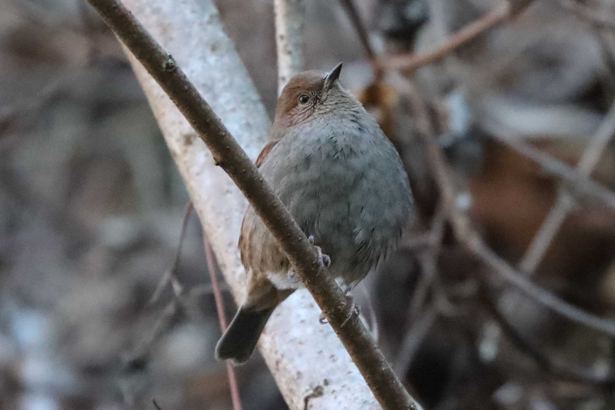 カヤクグリ