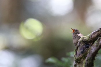 Eurasian Wren 奥日光 Mon, 5/29/2017