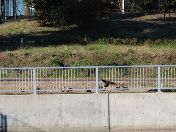 2022年1月1日(土) 夢の島公園(東京都江東区)の野鳥観察記録