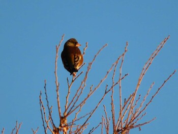 2022年1月1日(土) 新木場緑道公園(東京都江東区)の野鳥観察記録