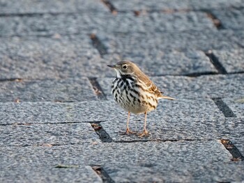 Water Pipit Mizumoto Park Sat, 1/1/2022