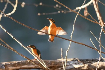 2021年12月28日(火) 井頭公園の野鳥観察記録