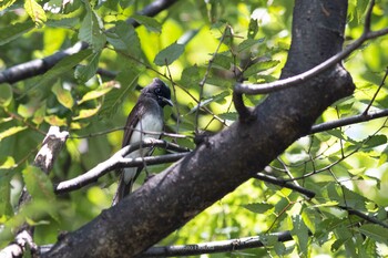 2021年9月20日(月) 上野恩賜公園の野鳥観察記録