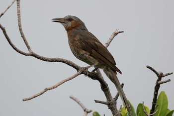 2017年6月9日(金) 漫湖水鳥・湿地センターの野鳥観察記録