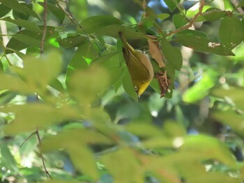 メジロ 明治神宮 2021年12月27日(月)