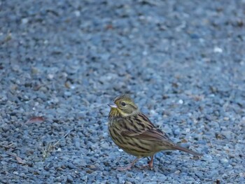 2021年12月27日(月) 明治神宮の野鳥観察記録