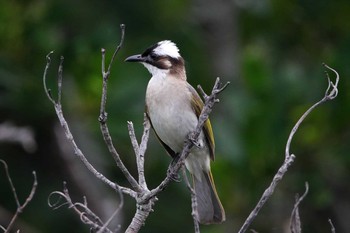 タイワンシロガシラ Manko Waterbird & Wetland Center  Fri, 6/9/2017