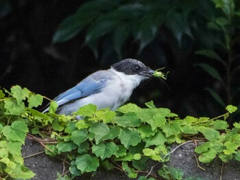 Azure-winged Magpie 染井霊園 Sun, 10/3/2021