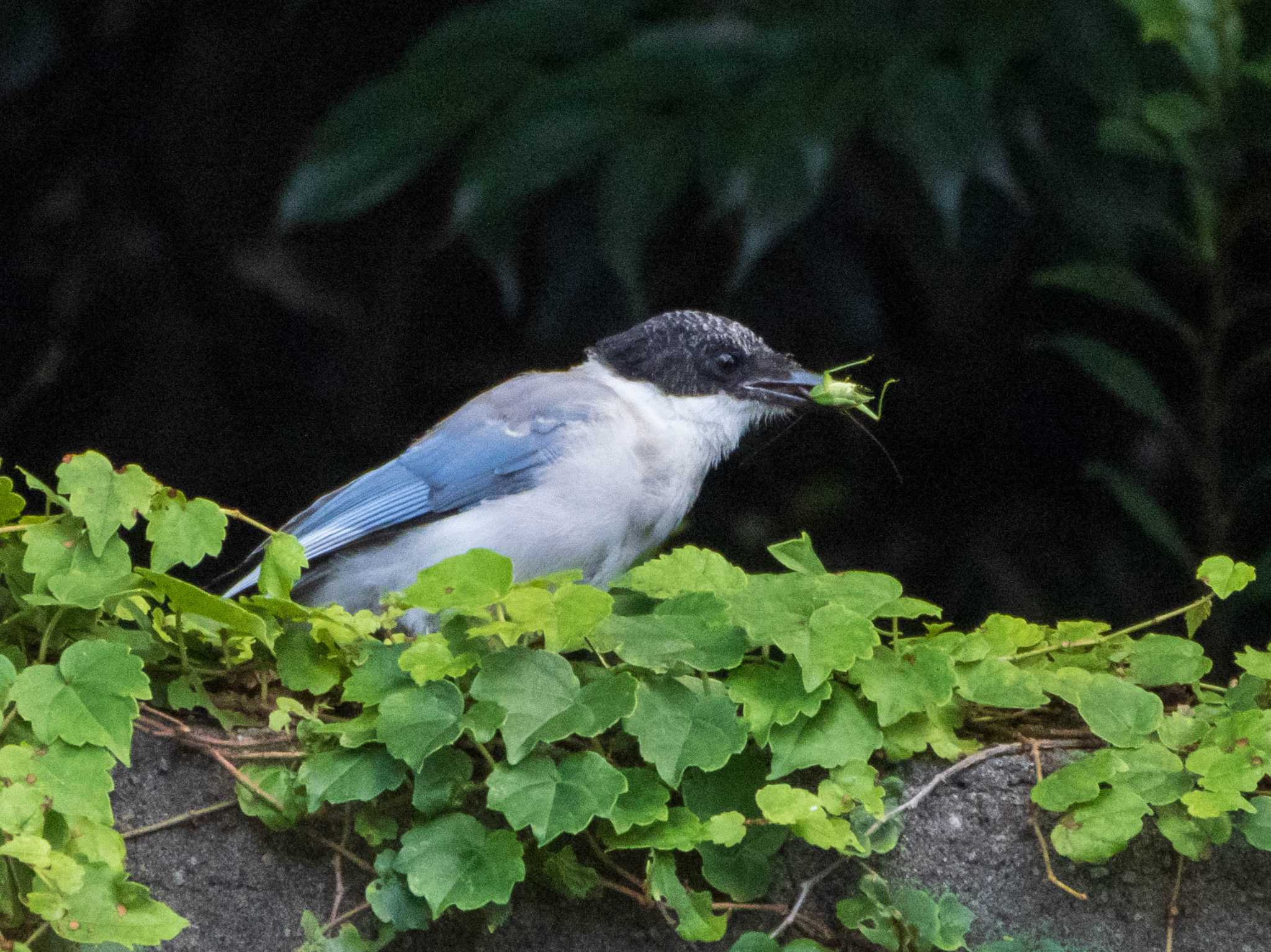 Azure-winged Magpie