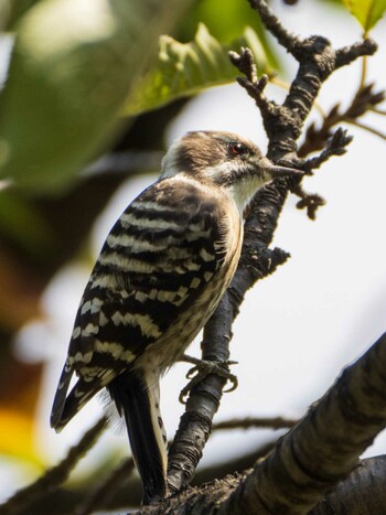 Japanese Pygmy Woodpecker 染井霊園 Sun, 10/3/2021