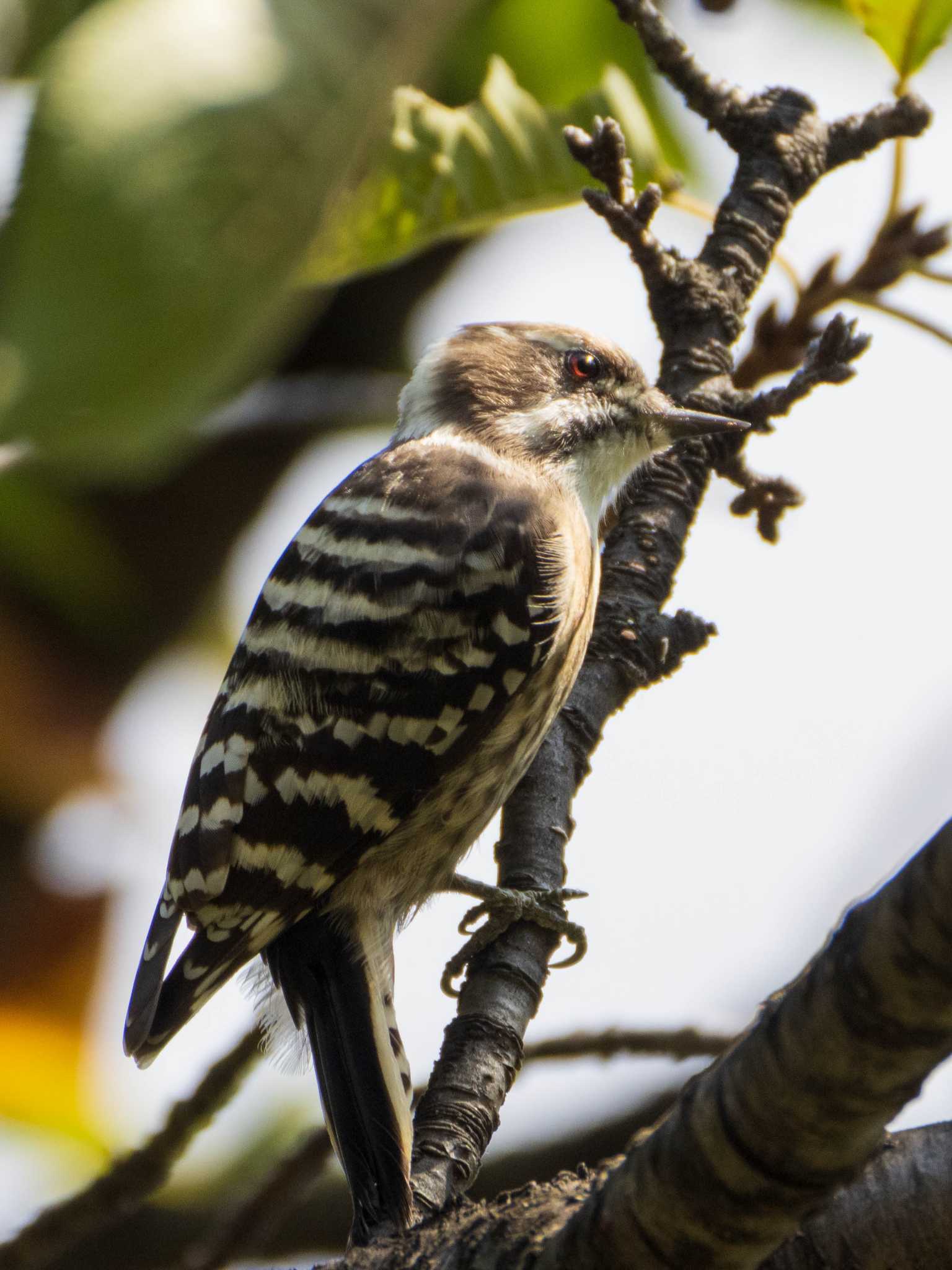 Photo of Japanese Pygmy Woodpecker at 染井霊園 by ryokawameister