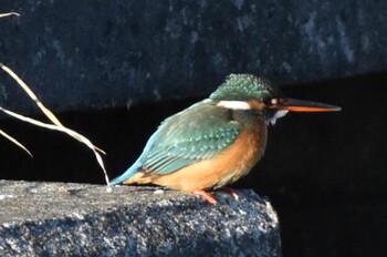 Common Kingfisher 須崎調整池 Sat, 1/1/2022