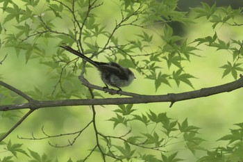 2017年6月24日(土) 京都府立植物園の野鳥観察記録