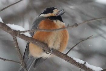 2022年1月1日(土) 前田森林公園(札幌市)の野鳥観察記録