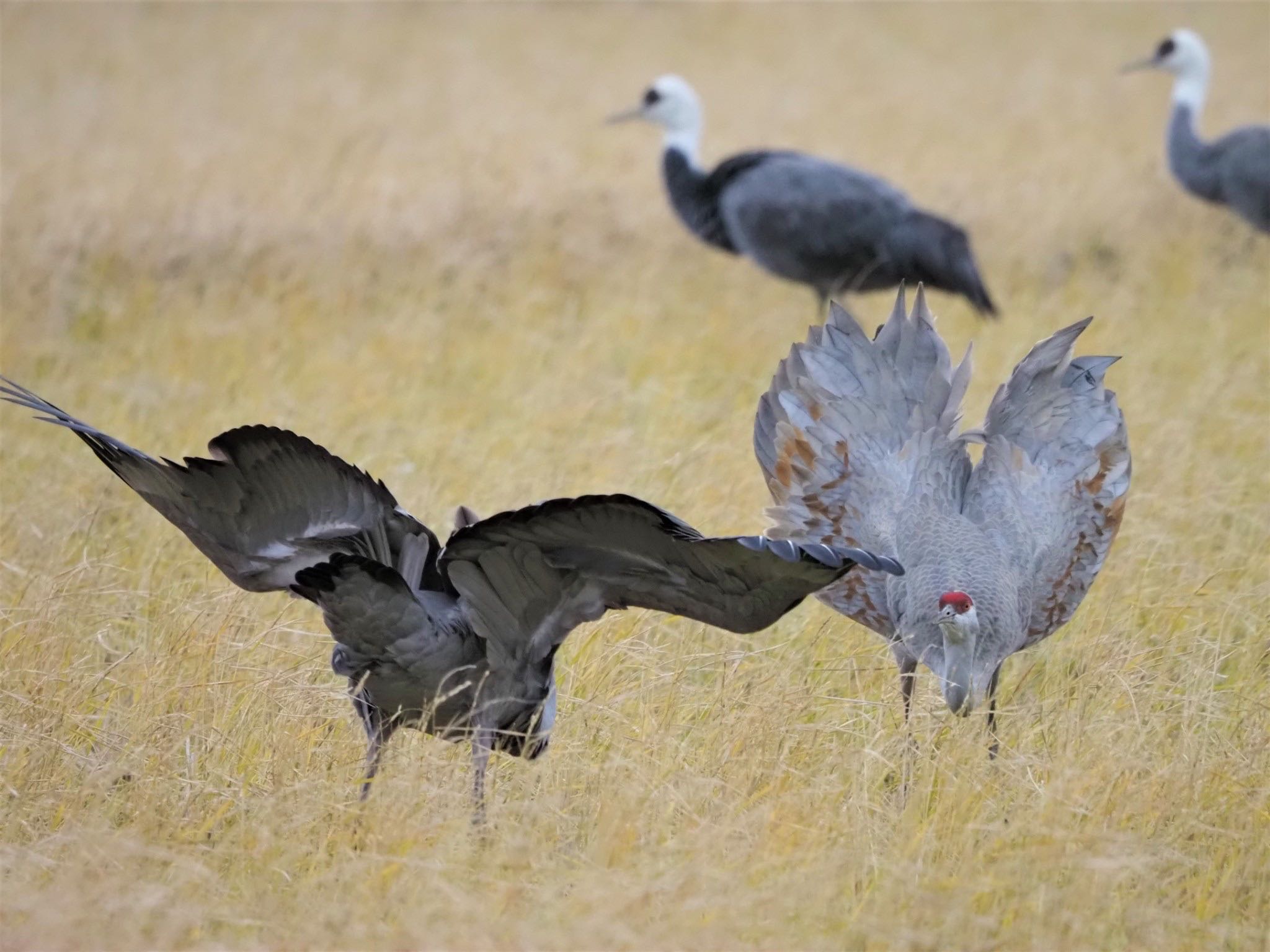 Sandhill Crane