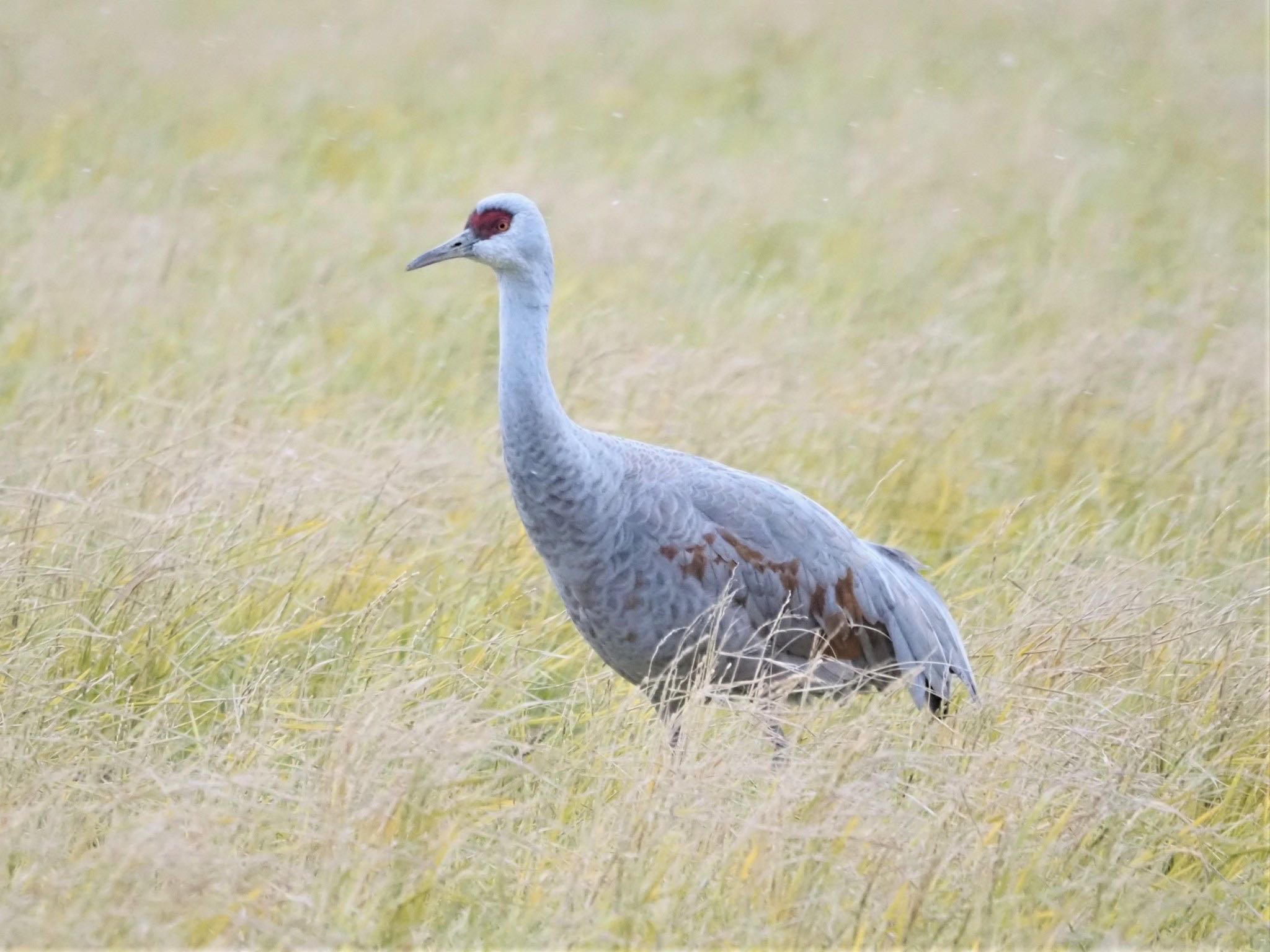 Sandhill Crane