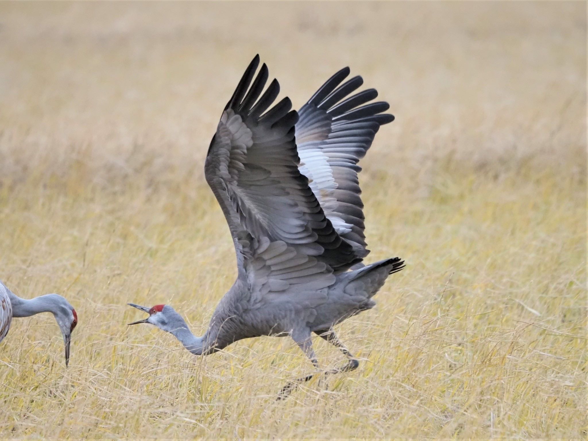 Sandhill Crane