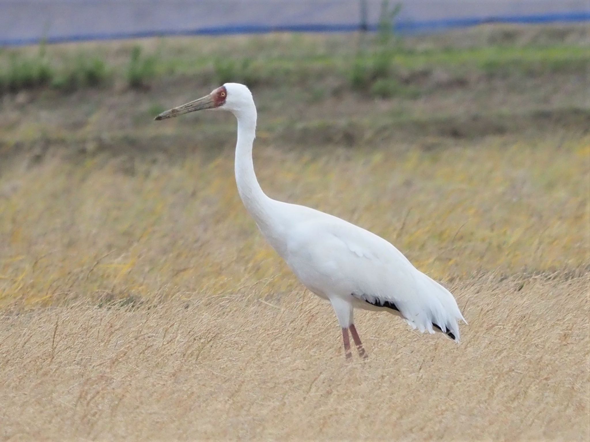 Siberian Crane