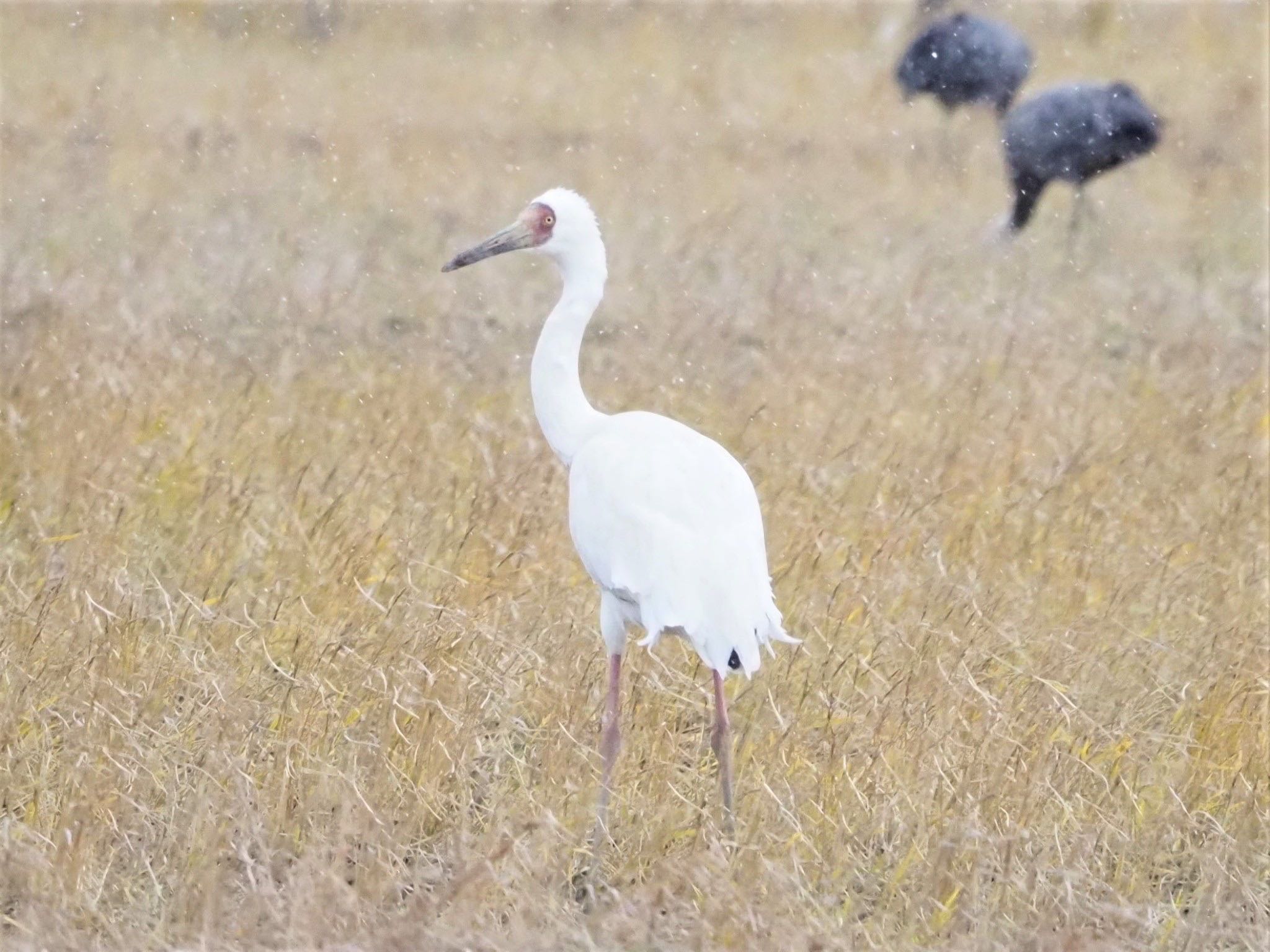 Siberian Crane