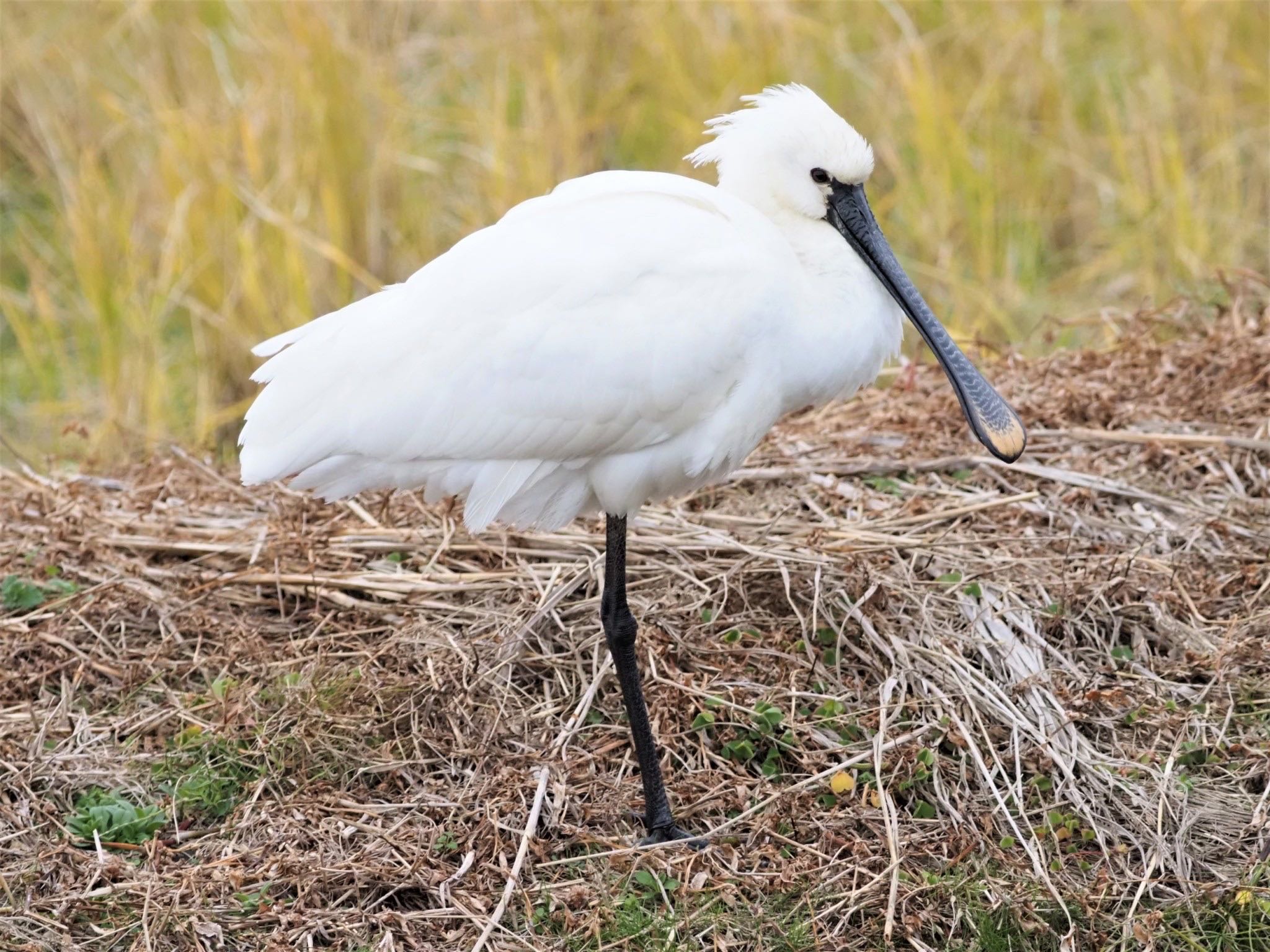 Eurasian Spoonbill