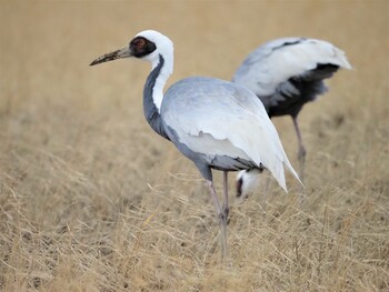 White-naped Crane Izumi Crane Observation Center Sun, 12/26/2021