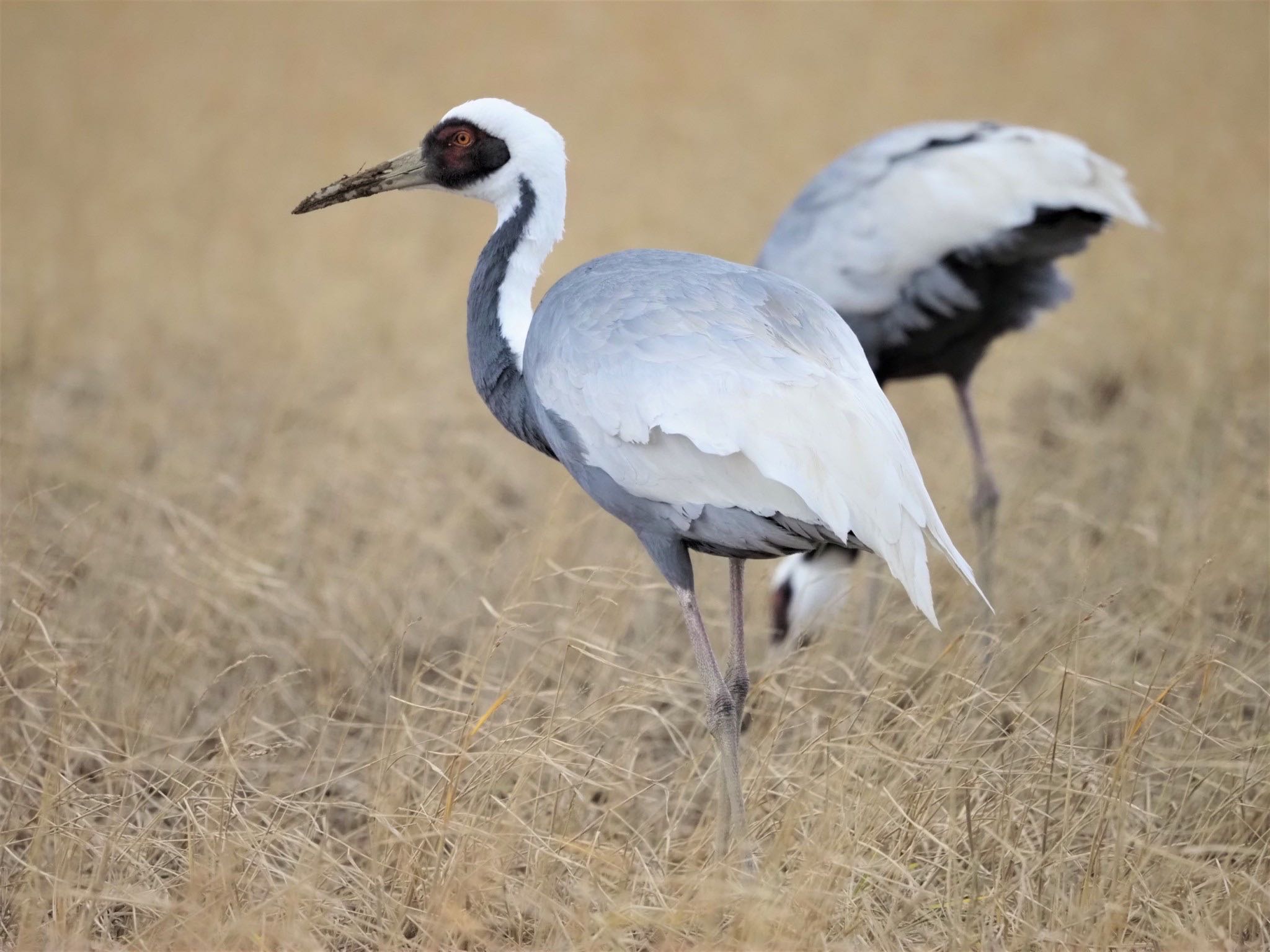 White-naped Crane