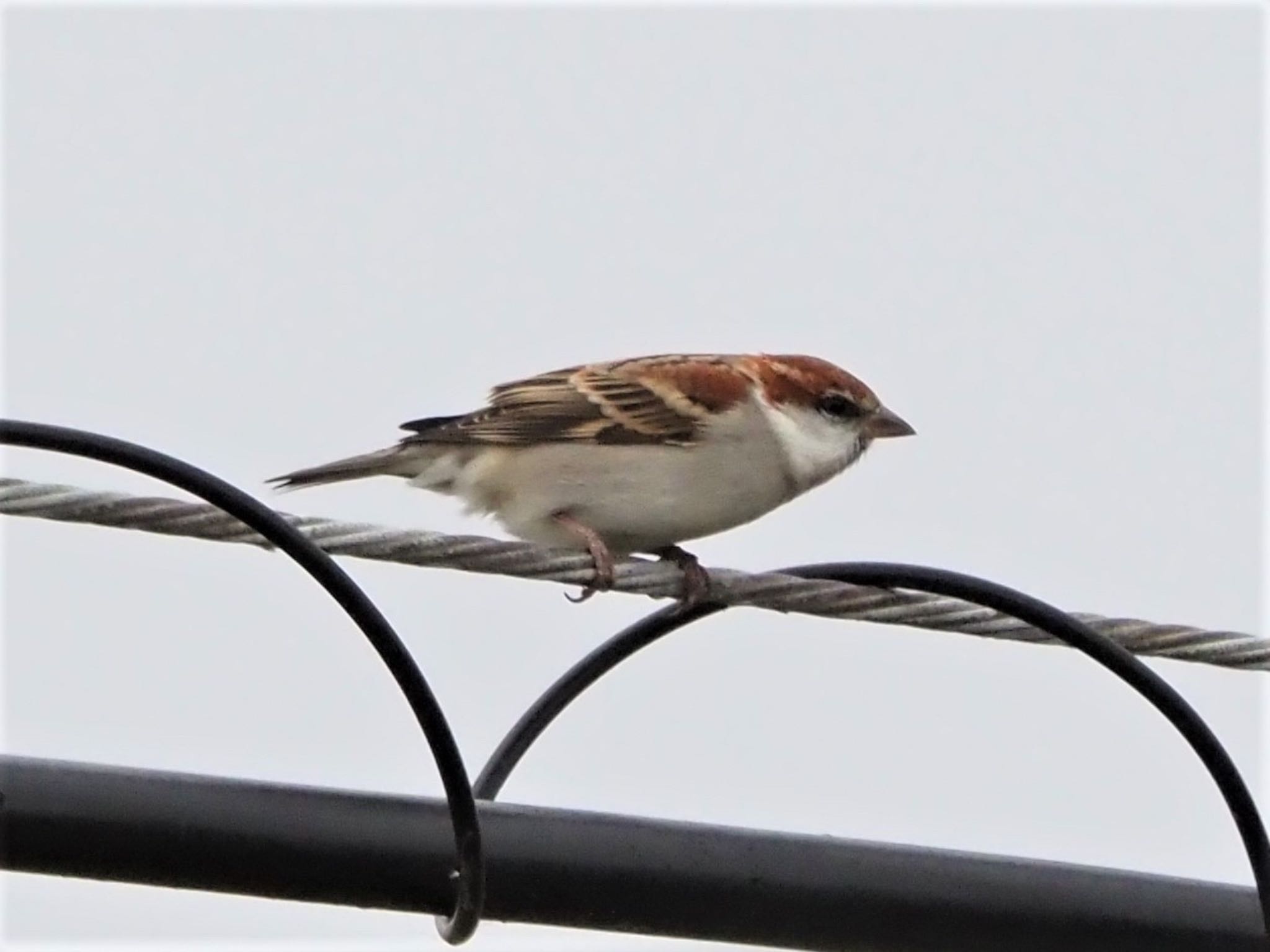 Russet Sparrow