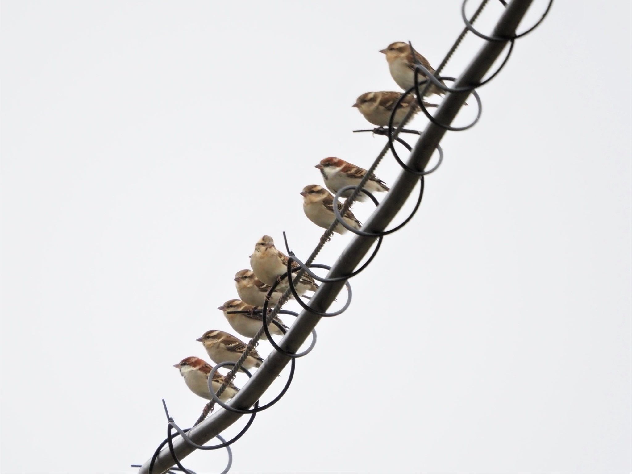 Russet Sparrow